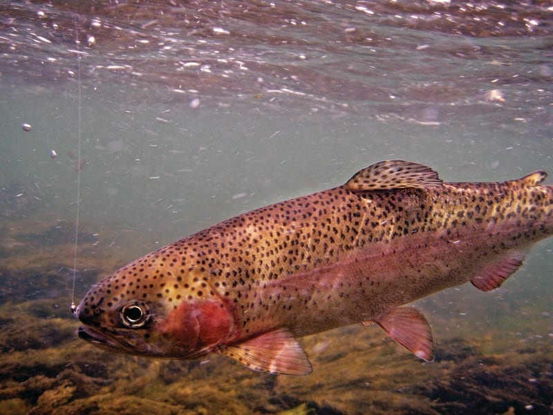 Sustainable-mine-site-infrastructure-fish-in-stream-habitat