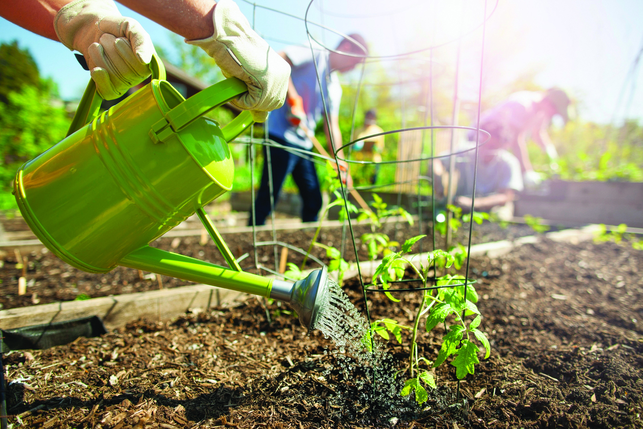 Gardener watering tomato plant in community garden with other volunteers